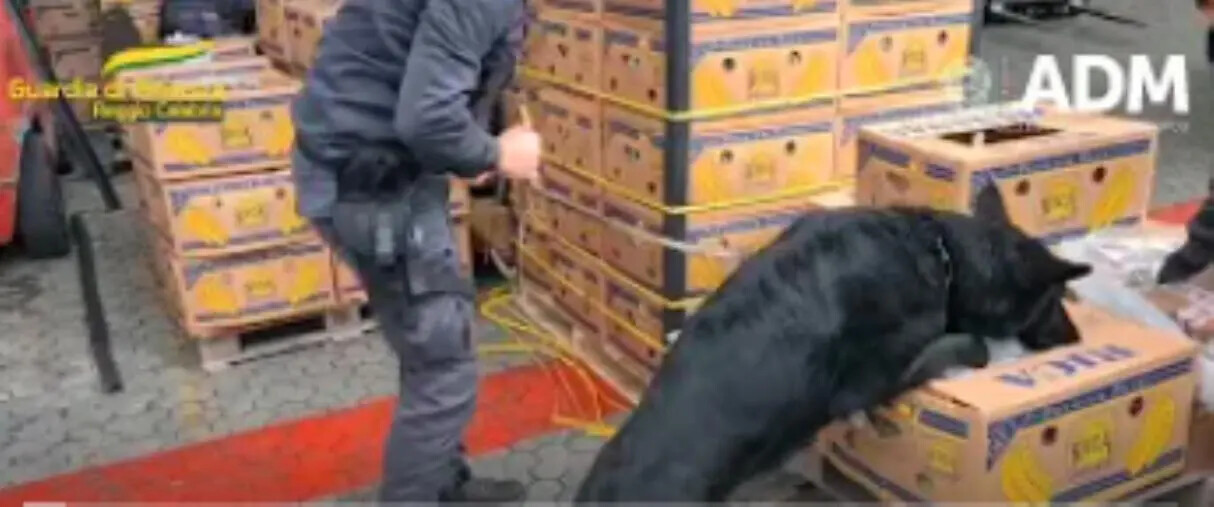 Reggio Calabria, sequestro record di oltre 2.700 chili di droga al porto di Goia Tauro images Reggio Calabria, sequestro record di oltre 2.700 chili di droga al porto di Goia Tauro