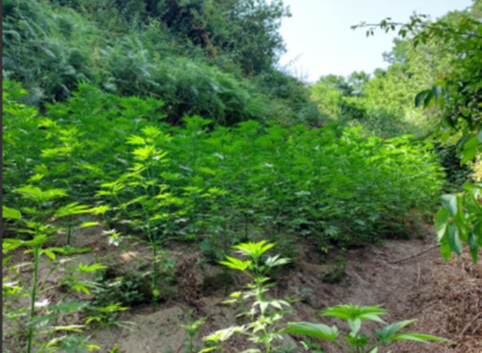 Spacciava tra il Vibonese e il Reggino dai domiciliari: arrestato dalla polizia images Spacciava tra il Vibonese e il Reggino dai domiciliari: arrestato dalla polizia