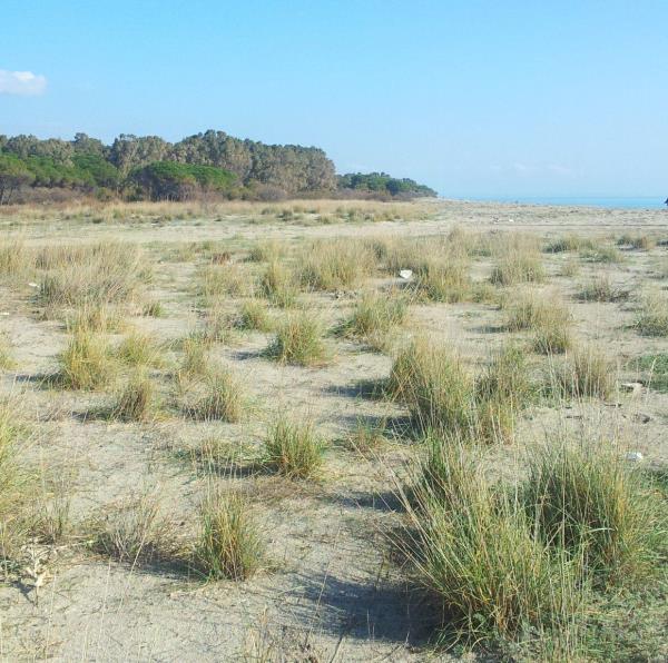 images Salvaguardia delle Dune di Giovino: scatta l'ordinanza del sindaco Abramo  