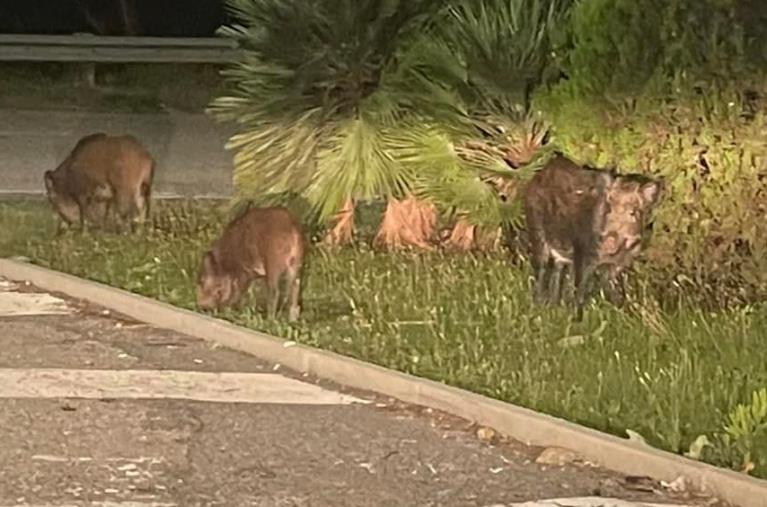 images Catanzaro, branco di cinghiali in città:  l’assessore Arcuri a muso duro bussa alla Regione