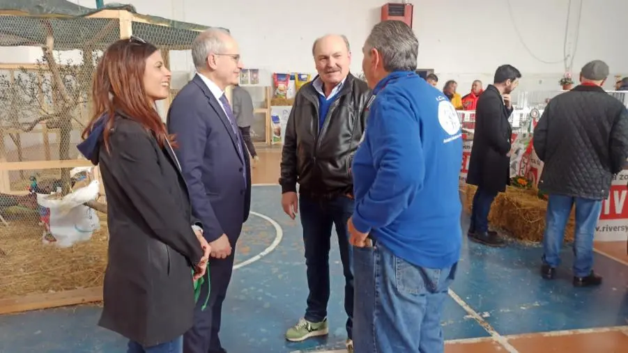 images Lamezia celebra la X Mostra intersociale di avicoli e colombi ornamentali