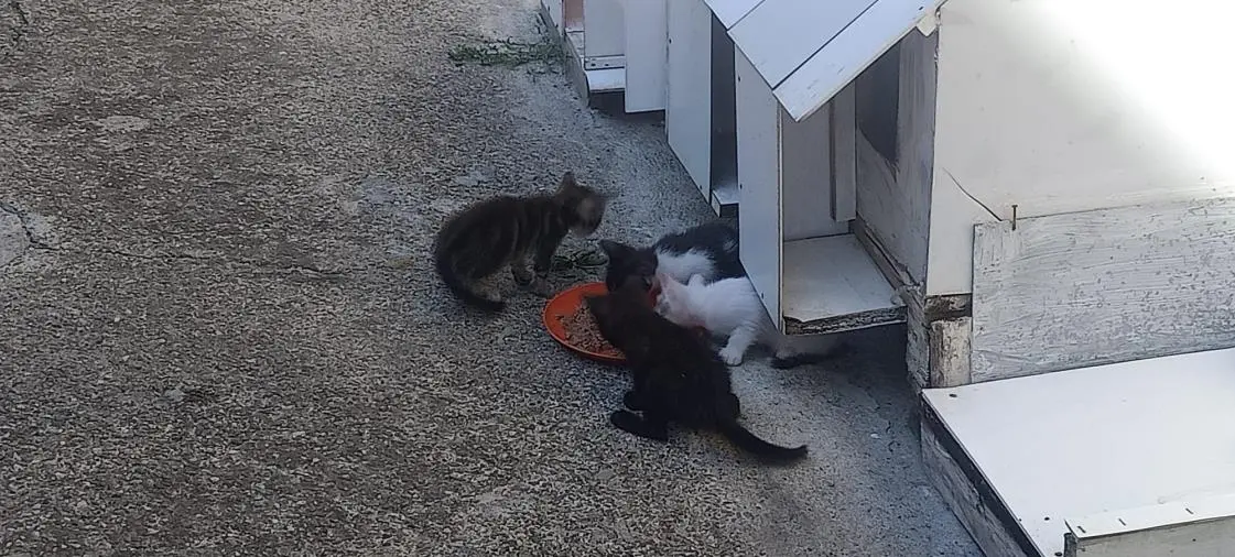 Sterilizzazione dei gatti nel comune di Catanzaro, il garante degli animali scrive all'Asp 
