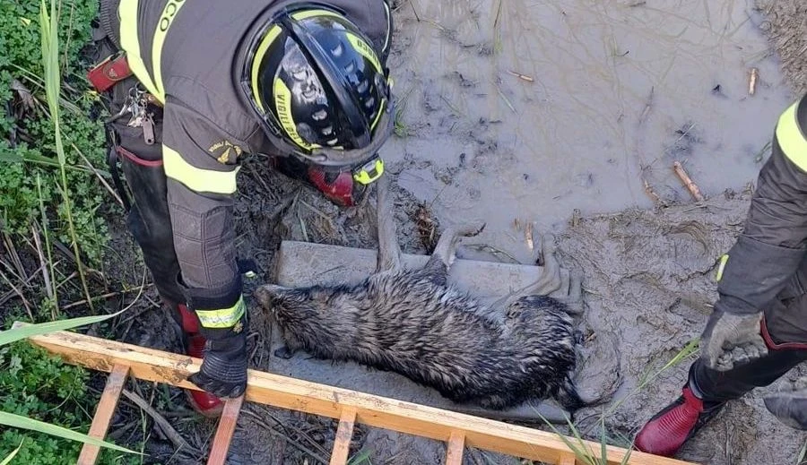 Crotone, cane bloccato nel fango: salvato dai vigili del fuoco
