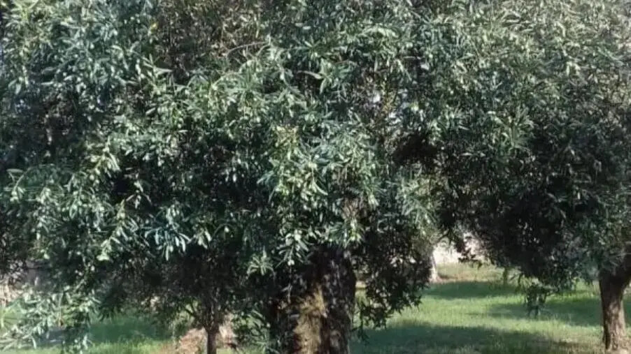 Coldiretti Calabria: "L’export di olio segna buoni risultati, non mancano le realizzazioni concrete" images Coldiretti Calabria: "L’export di olio segna buoni risultati, non mancano le realizzazioni concrete"