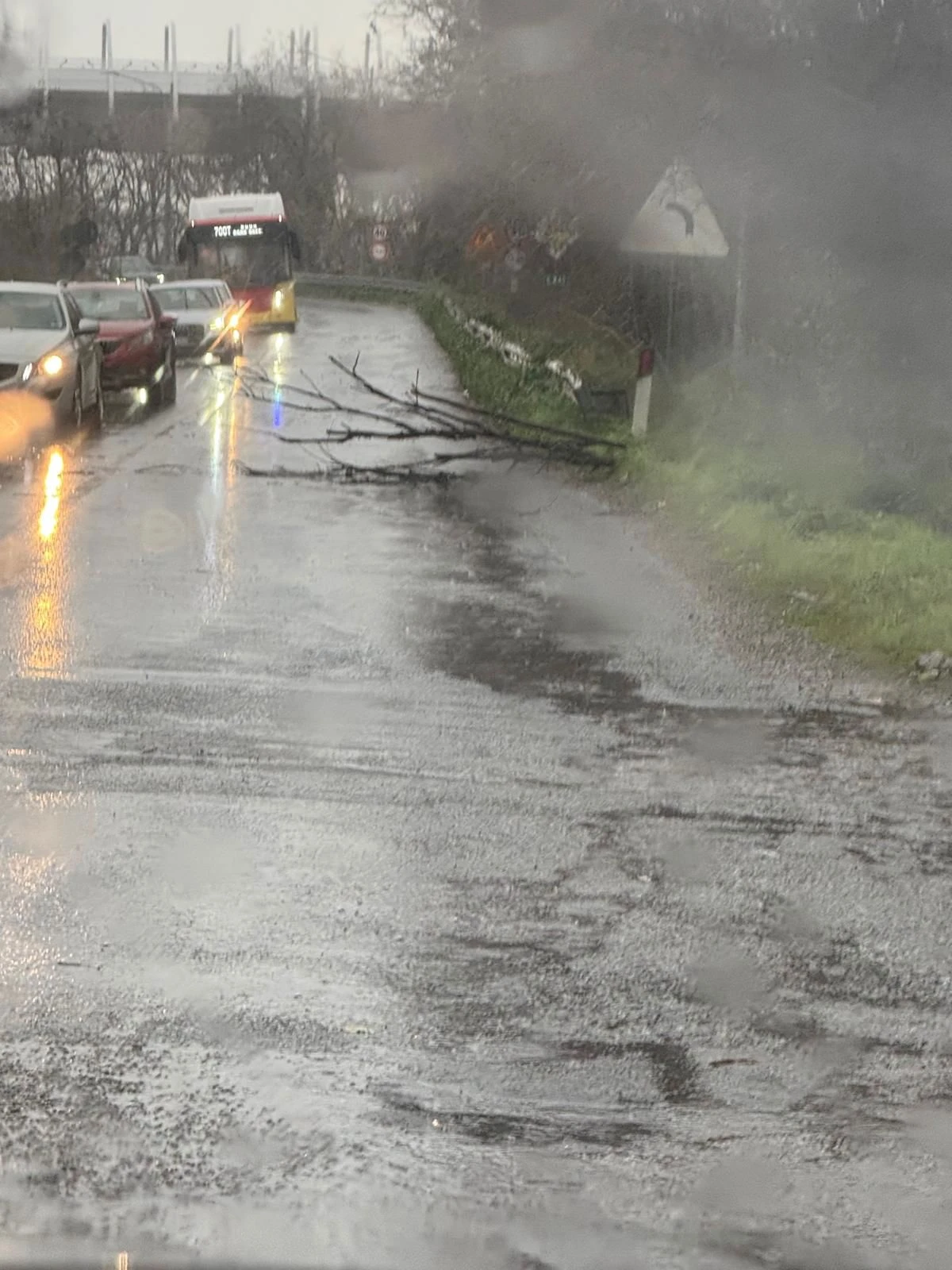 Forte ondata di maltempo a Catanzaro, alberi abbattuti dal vento  su via Lucrezia della Valle