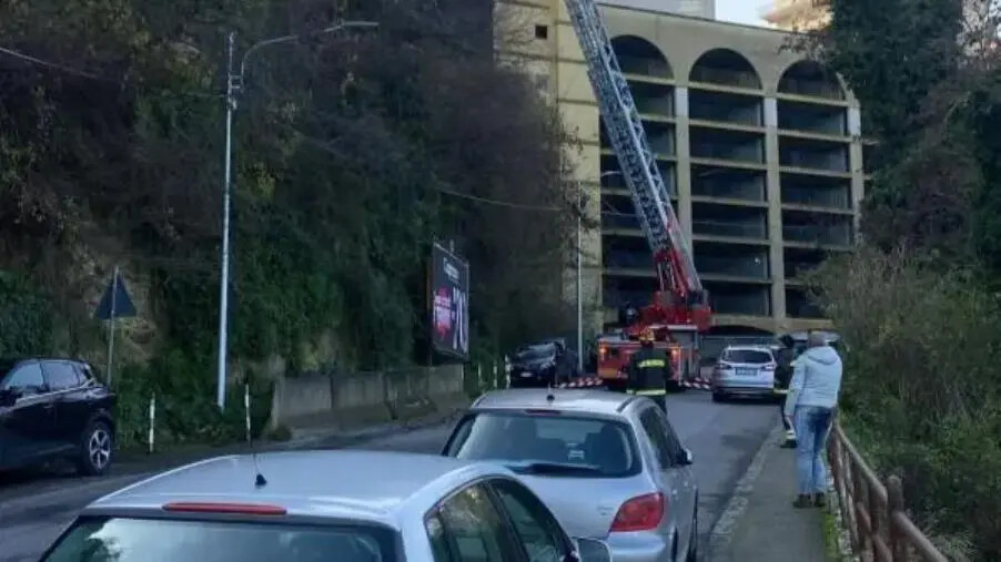 images Catanzaro, taglio alberi nell'ora di punta: traffico in tilt e ora "chi ha sbagliato, paghi"