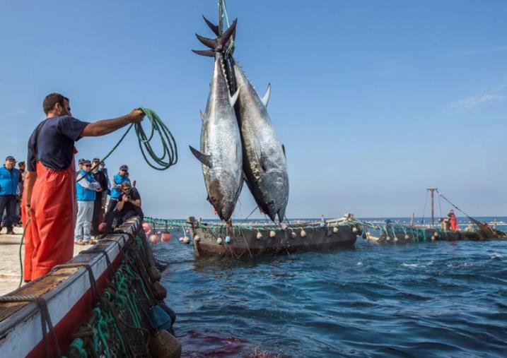 Comitato Pescatori Calabria: "Invertire la rotta per far ripartire imprese e pescatori" images Comitato Pescatori Calabria: "Invertire la rotta per far ripartire imprese e pescatori"