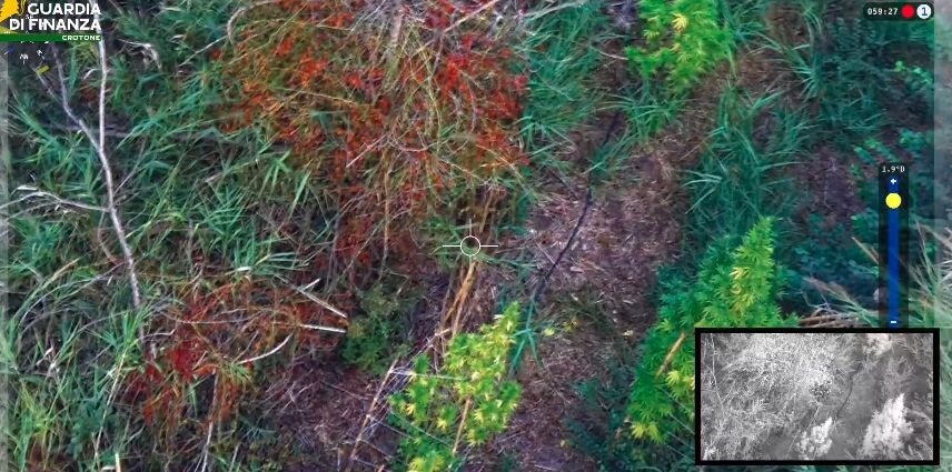 images Individuata e sequestrata una piantagione di 72 piante di cannabis nel Crotonese