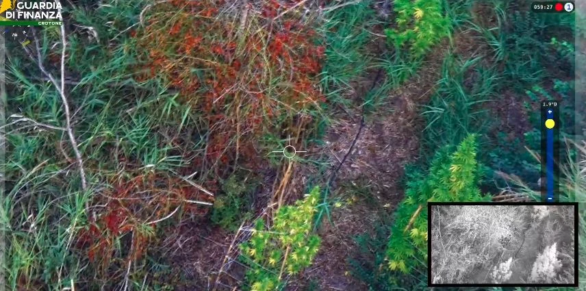 Individuata e sequestrata una piantagione di 72 piante di cannabis nel Crotonese