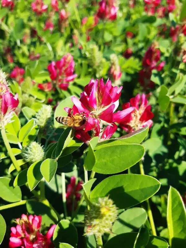 L'appello di Taverniti che sposa la petizione di Greenpeace: "Salviamo le api" images L'appello di Taverniti che sposa la petizione di Greenpeace: "Salviamo le api"