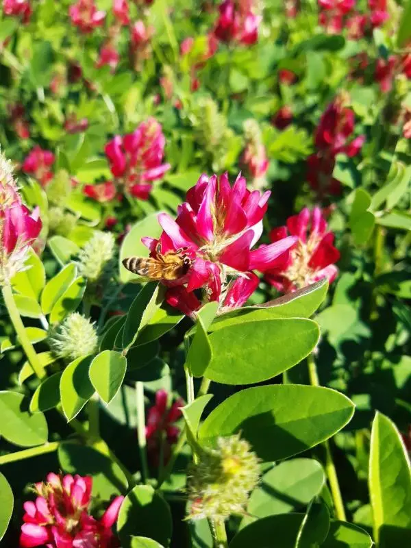 L'appello di Taverniti che sposa la petizione di Greenpeace: "Salviamo le api"  images L'appello di Taverniti che sposa la petizione di Greenpeace: "Salviamo le api"