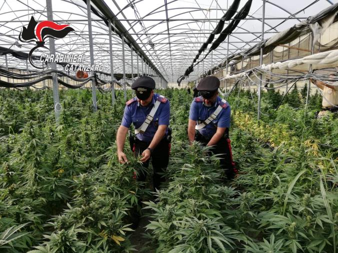 Operazione "Oro verde". Ai domiciliari il titolare del vivaio di Sellia Marina trasformato in piantagione di canapa images Operazione "Oro verde". Ai domiciliari il titolare del vivaio di Sellia Marina trasformato in piantagione di canapa