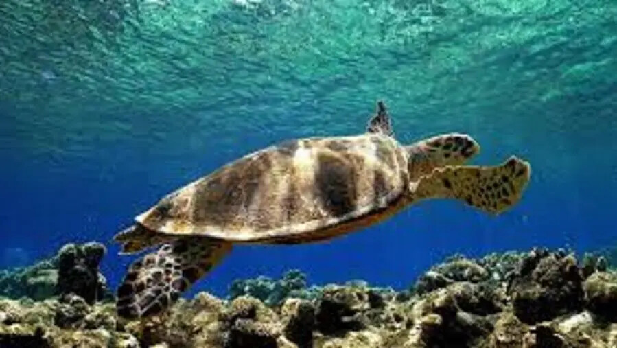 Vibo Valentia, salvata in mare una tartaruga caretta caretta images Vibo Valentia, salvata in mare una tartaruga caretta caretta