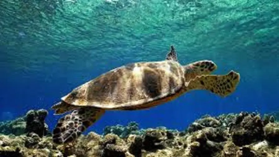 Vibo Valentia, salvata in mare una tartaruga caretta caretta images Vibo Valentia, salvata in mare una tartaruga caretta caretta