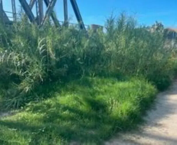 images Torrente Grizzo a Montepaone, esposto dell'ex senatrice Granato 