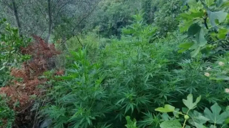 images La polizia scova una piantagione di marijuana fra i boschi di Tiriolo 