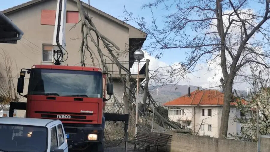 images Abbattuto a Squillace lo storico albero “Malacucchiu”: amarezza e delusione per l’inspiegata eliminazione