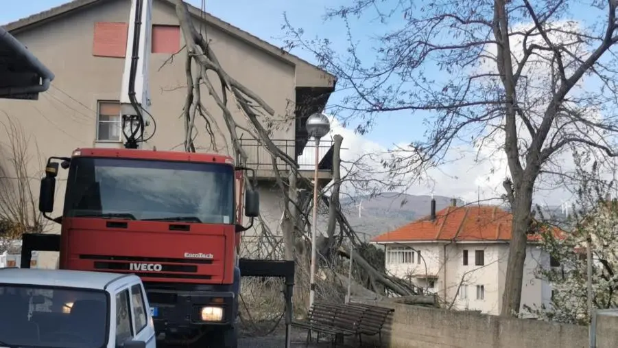 Abbattuto a Squillace lo storico albero “Malacucchiu”: amarezza e delusione per l’inspiegata eliminazione images Abbattuto a Squillace lo storico albero “Malacucchiu”: amarezza e delusione per l’inspiegata eliminazione