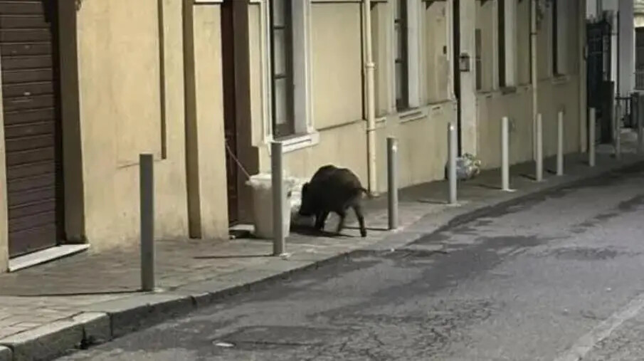 images Catanzaro, cinghiale a passeggio a via Turco
