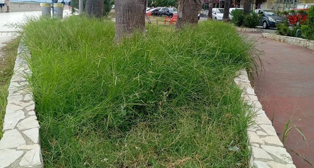Silipo (CalabriaOltre): "Lungomare sporco e lotta agli incivili, da quale pulpito viene la predica"