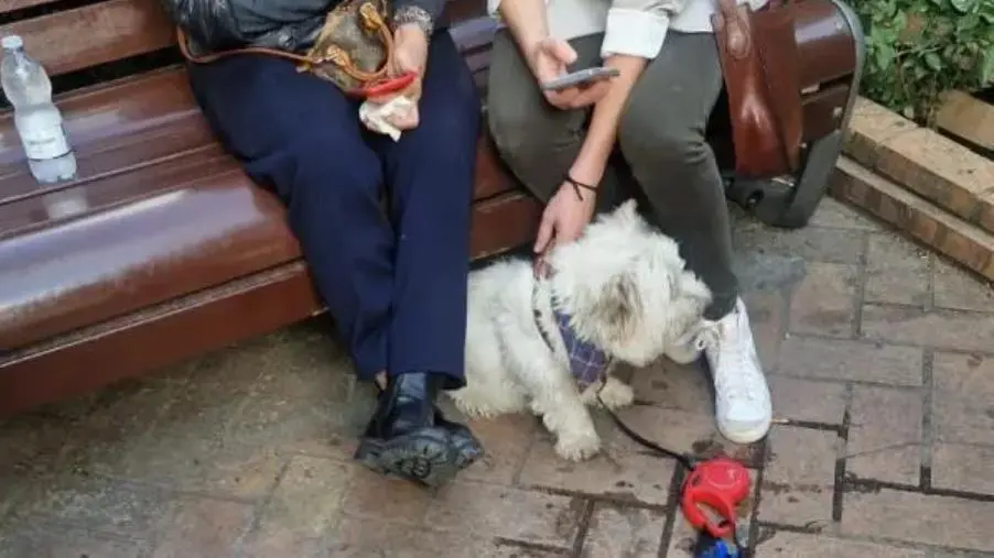 images Tragedia sfiorata a Catanzaro, pitbull aggredisce cagnolino in centro: ferita la padrona  