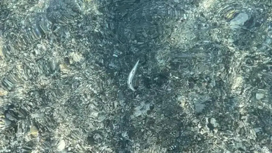 images Pesci morti a riva tra Pietragrande e Montauro: timore tra i bagnanti