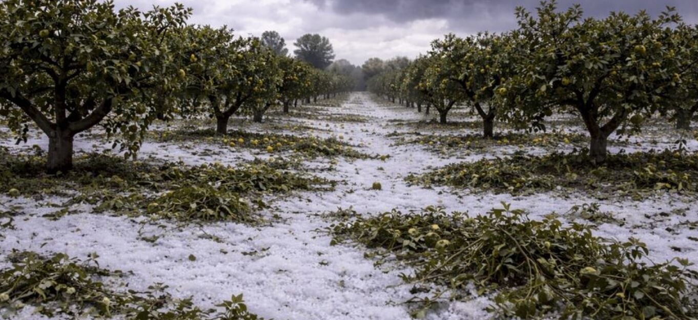 images Maltempo 1 aprile: la Regione chiede riconoscimento stato calamità comparto agricolo Alto Ionio