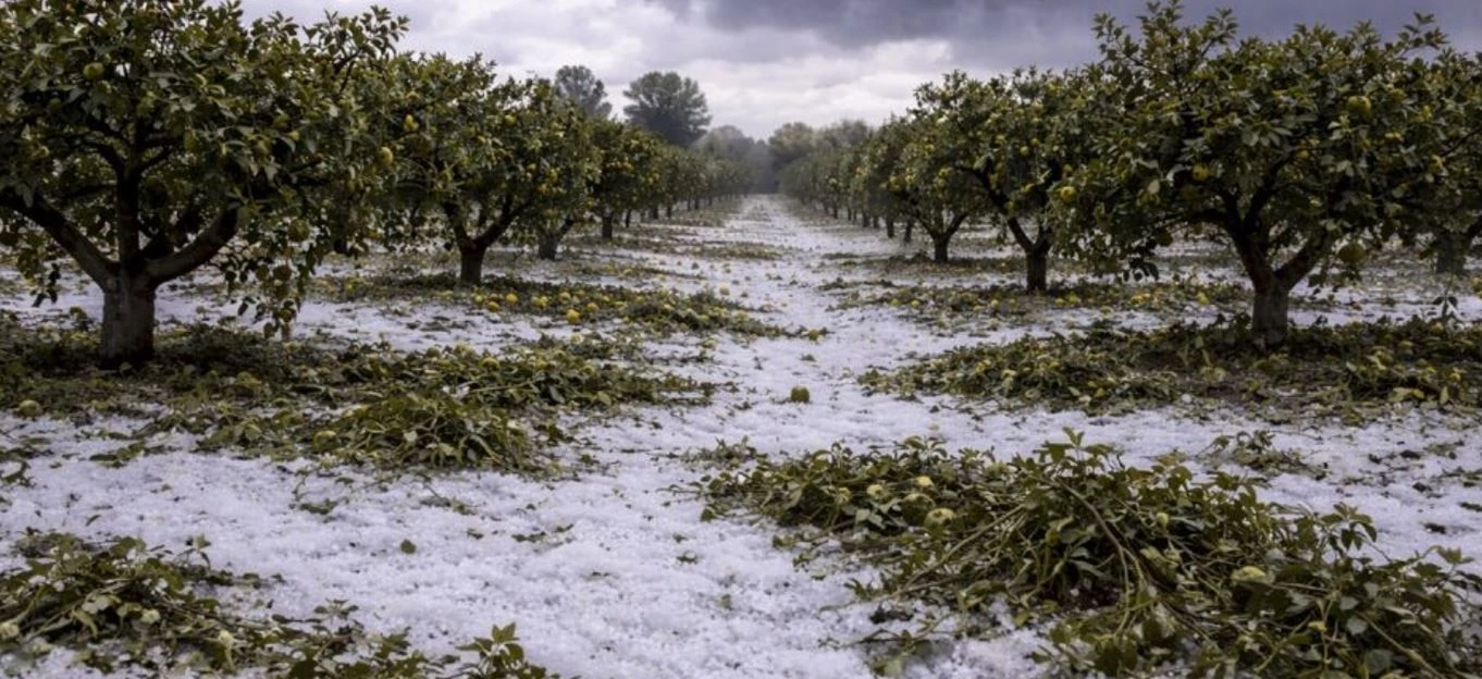 Maltempo 1 aprile: la Regione chiede riconoscimento stato calamità comparto agricolo Alto Ionio