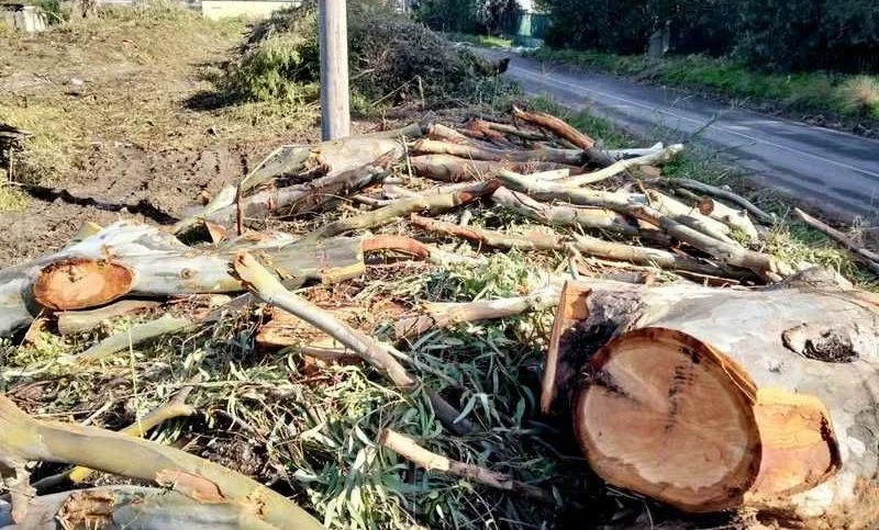 Catanzaro, Eucalipti rasi al suolo a maggio: l'urlo dell'Osservatorio Ambiente contro la capitozzatura