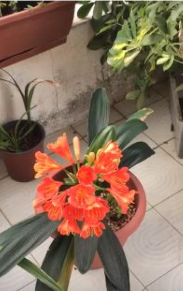 images #iorestoacasa. Maria Antonietta non perde la speranza: "Arriverà l'estate"