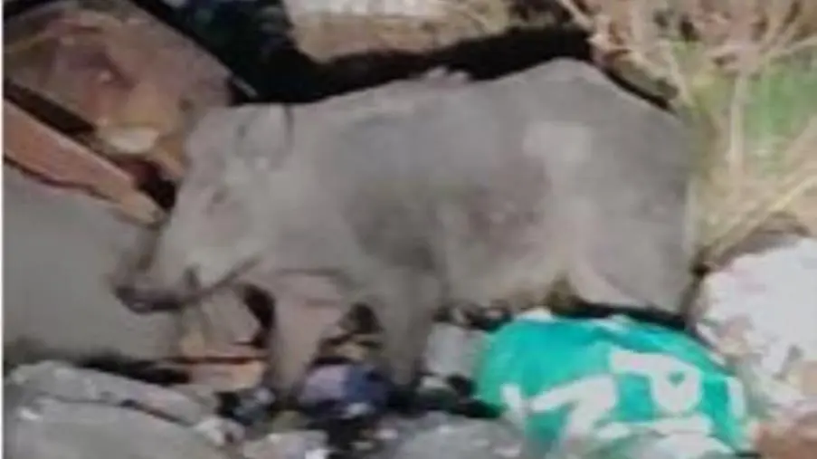 Incidente a Copanello, cinghiale taglia la strada a motociclista: diciassettenne ferito images Incidente a Copanello, cinghiale taglia la strada a motociclista: diciassettenne ferito