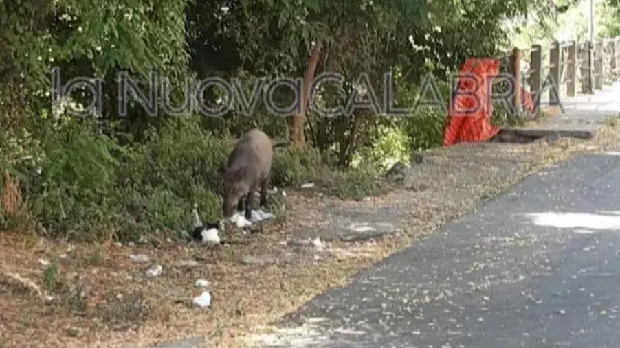 Catanzaro, grosso cinghiale all'ingresso del Ponte Morandi: panico tra gli automobilisti images Catanzaro, grosso cinghiale all'ingresso del Ponte Morandi: panico tra gli automobilisti