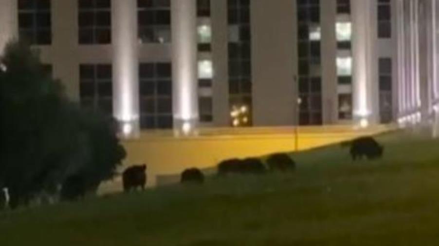 images CSA-Cisal: "La Cittadella regionale presa d'assalto dai cinghiali" (FOTO E VIDEO) 