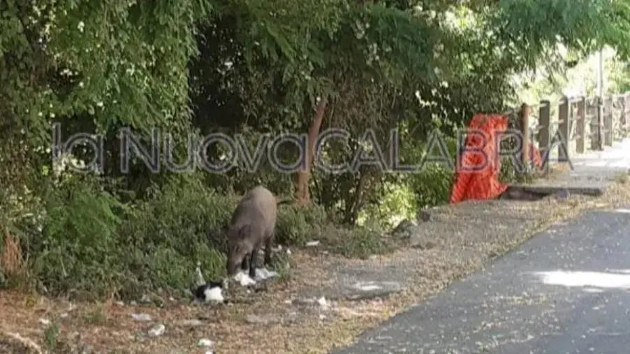 Catanzaro, avvistato "il solito" cinghiale su via Turco images Catanzaro, avvistato "il solito" cinghiale su via Turco