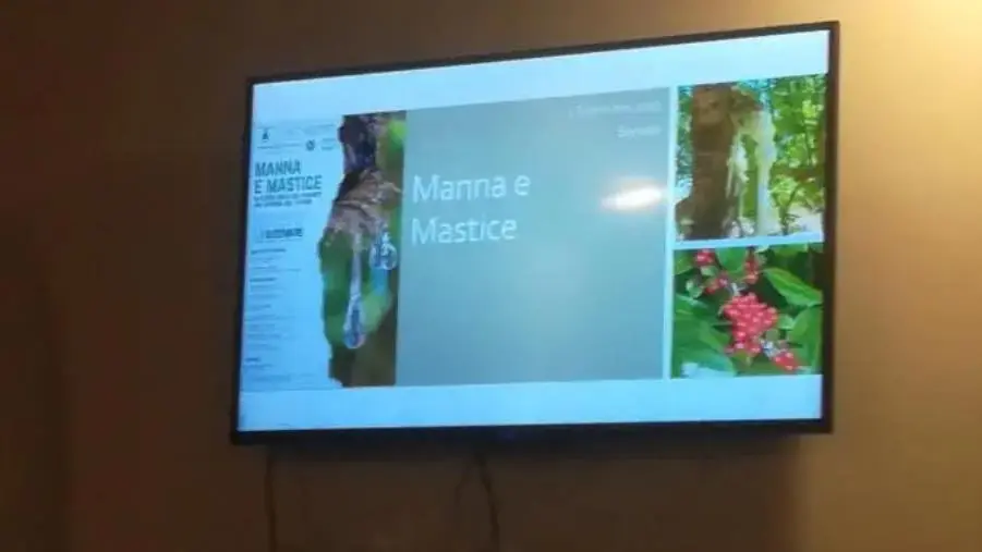 images 'Manna e mastice: risorsa del futuro', a Sersale un convegno per restituire valore a un prodotto di eccellenza