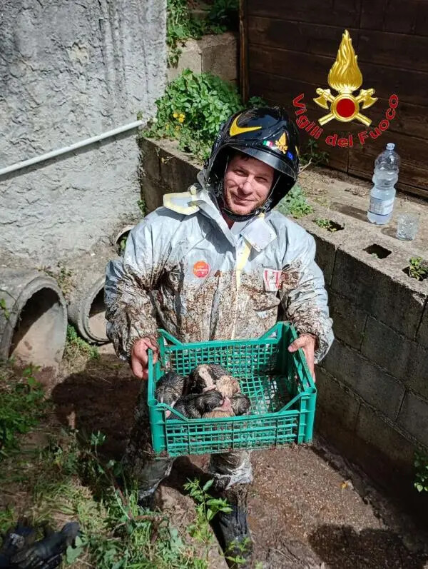 images I vigili del fuoco salvano cuccioli di cane all'interna di una tubazione nel Vibonese 