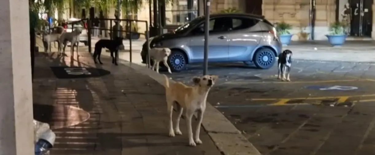 Catanzaro, piazza Prefettura 'presidiata' nella notte dai cani randagi: è paura nel centro storico images Catanzaro, piazza Prefettura 'presidiata' nella notte dai cani randagi: è paura nel centro storico