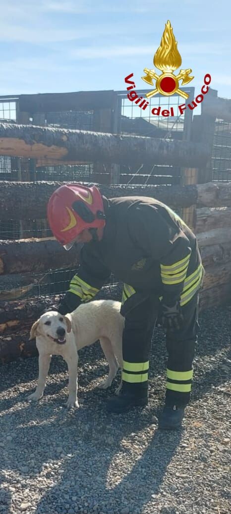 Incendio in una struttura di ricovero per animali a Crotone: indagini in corso sull'origine del rogo images Incendio in una struttura di ricovero per animali a Crotone: indagini in corso sull'origine del rogo
