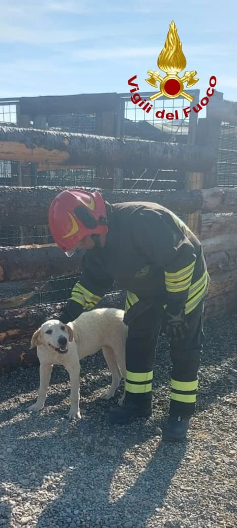 Incendio in una struttura di ricovero per animali a Crotone: indagini in corso sull'origine del rogo 