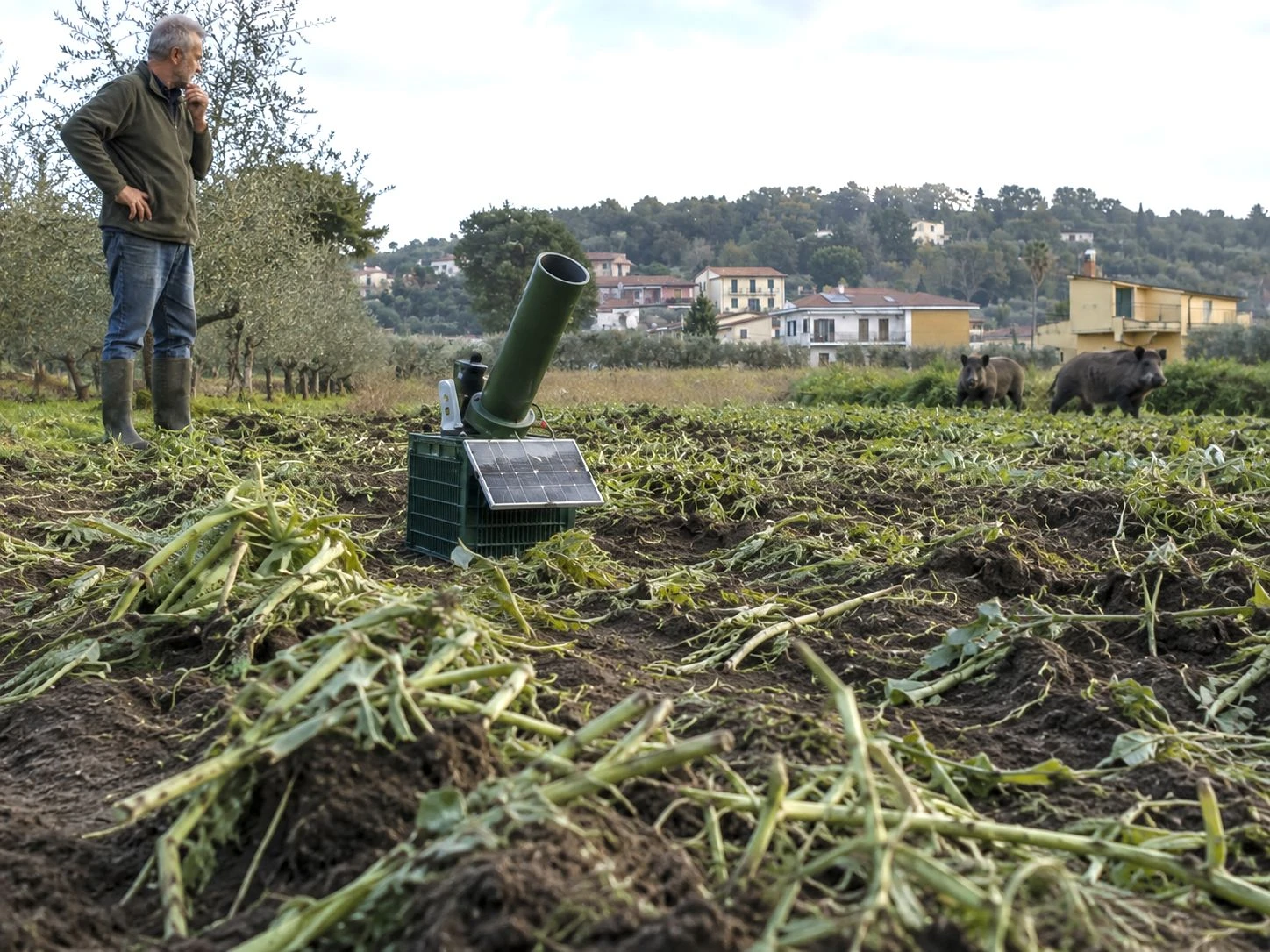 Cinghiali e agricoltura, Noi Moderati: "Non bastano i divieti, servono soluzioni"