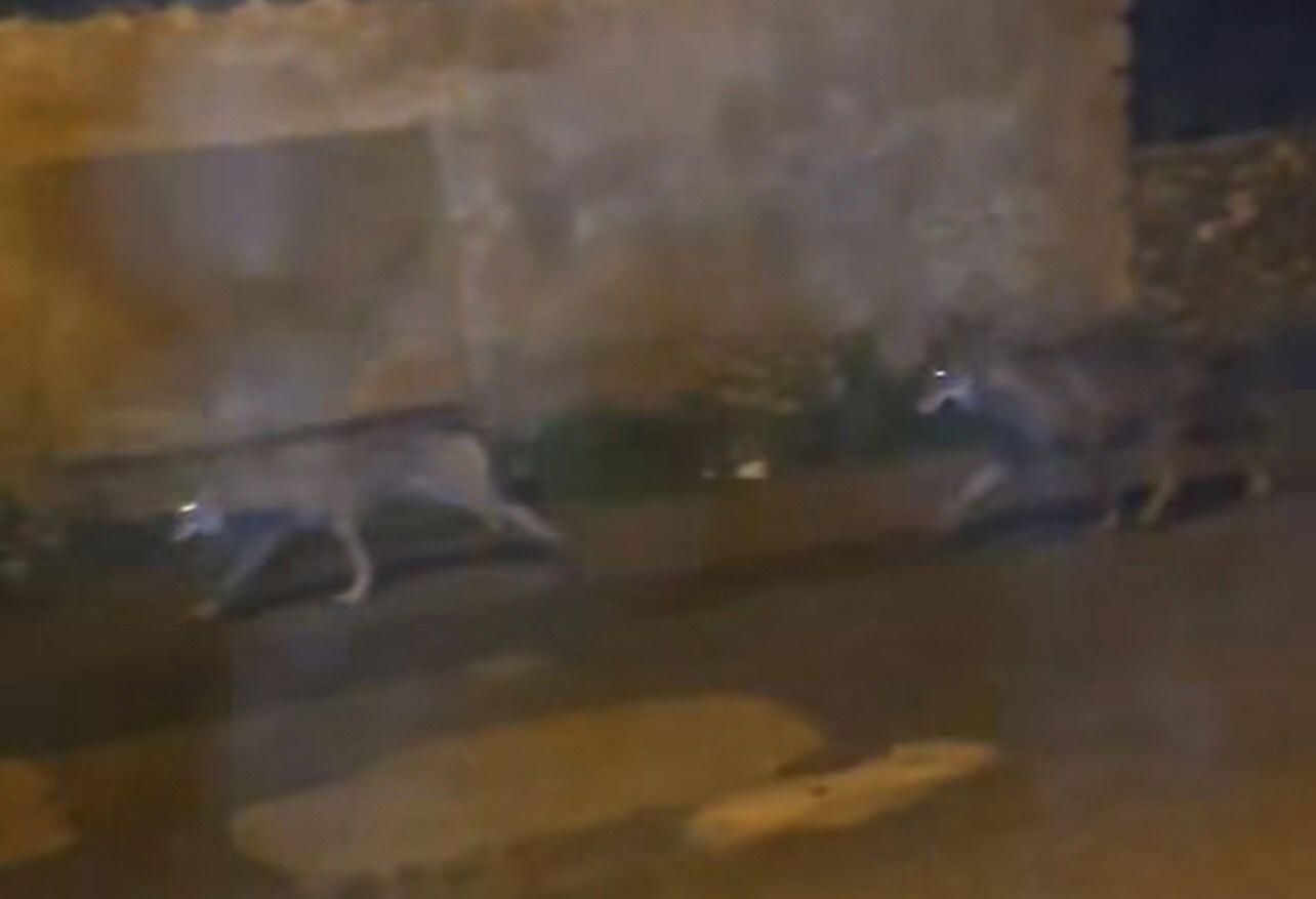 images Stalettì, lupi in centro nella notte: nuovo avvistamento allarma i cittadini