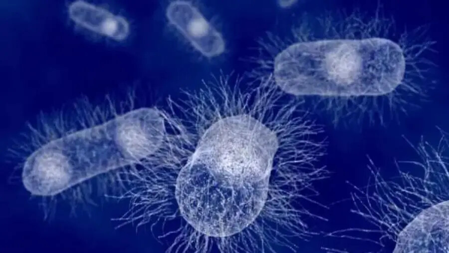 images Escherichia coli a Cosenza, il Comitato popolare provinciale: “Il sindaco tace, intervenga il Prefetto”