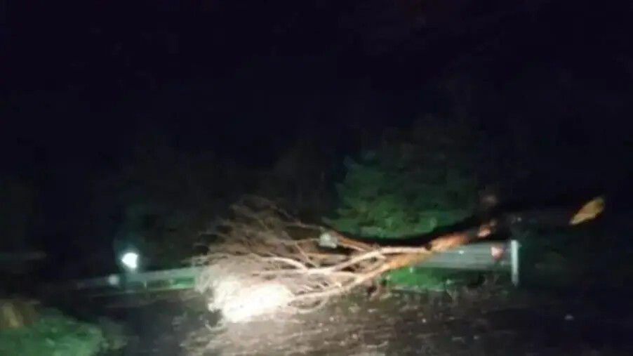 images Maltempo, diversi alberi caduti sulla statale: il Comune di Tiriolo invita alla prudenza 