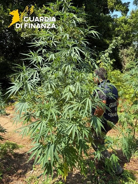 Scoperta piantagione di marijuana a Grisolia: sequestrate 53 piante dal valore di 200 mila euro