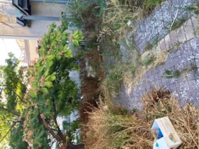 Parco Longo abbandonato nella vegetazione, l’appello di Stefano Veraldi: “Atmosfera da film dell’orrore” images Parco Longo abbandonato nella vegetazione, l’appello di Stefano Veraldi: “Atmosfera da film dell’orrore”