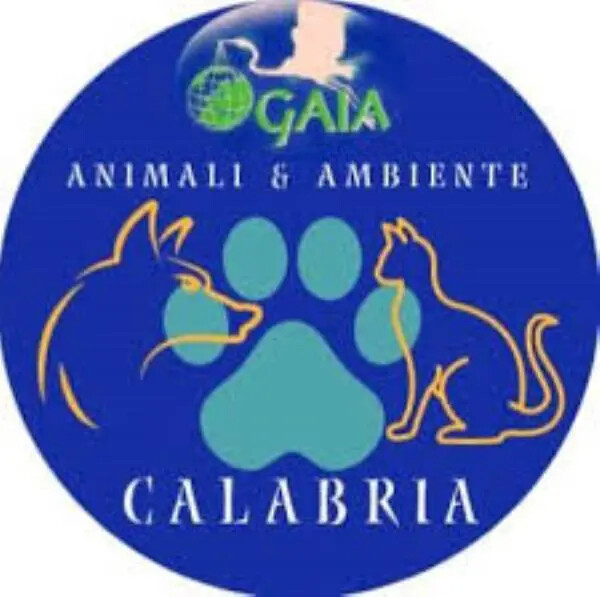 Gaia Animali & Ambiente: "Anomalie su cattura cani randagi a San Giovanni in fiore, è giallo" images Gaia Animali & Ambiente: "Anomalie su cattura cani randagi a San Giovanni in fiore, è giallo"