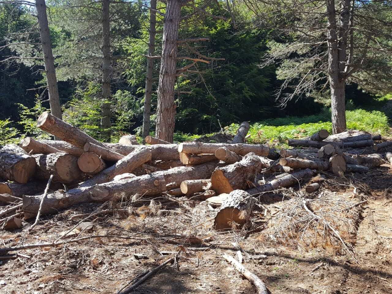 Parco Nazionale dell’Aspromonte: operazioni dei Carabinieri Forestali contro tagli boschivi irregolari e furto di materiale legnoso images Parco Nazionale dell’Aspromonte: operazioni dei Carabinieri Forestali contro tagli boschivi irregolari e furto di materiale legnoso