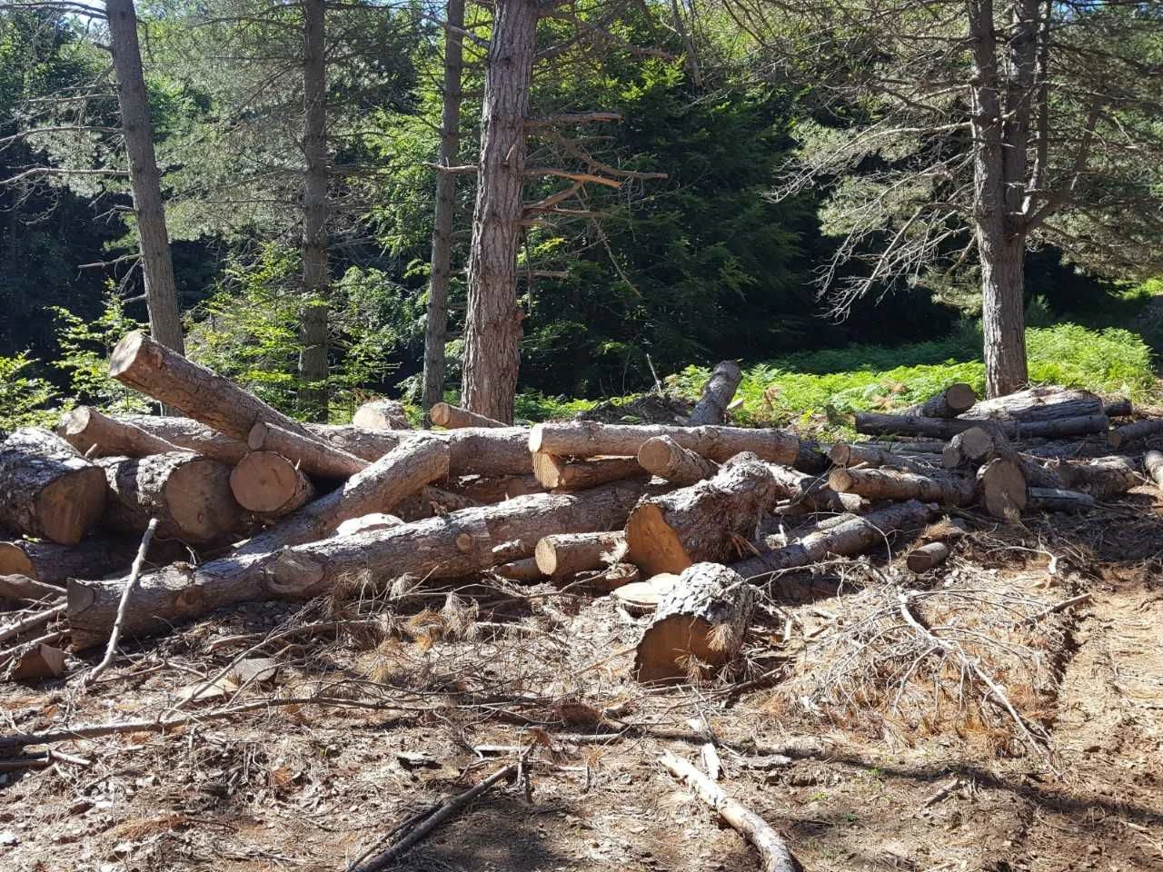 Parco Nazionale dell’Aspromonte: operazioni dei Carabinieri Forestali contro tagli boschivi irregolari e furto di materiale legnoso