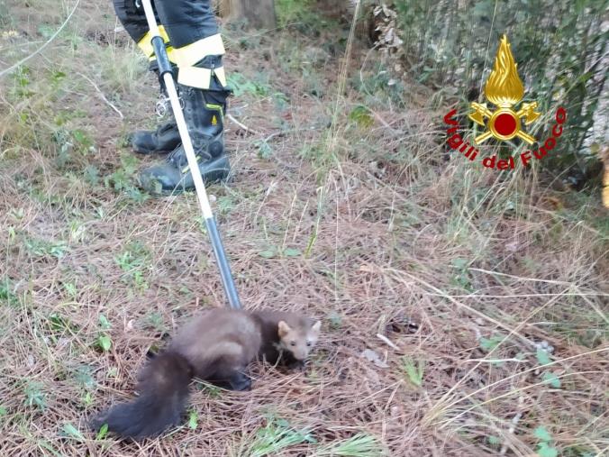 images Lamezia Terme. Faina cade in una vasca nel "Parco dossi-comuni", salvata dai vigili del fuoco