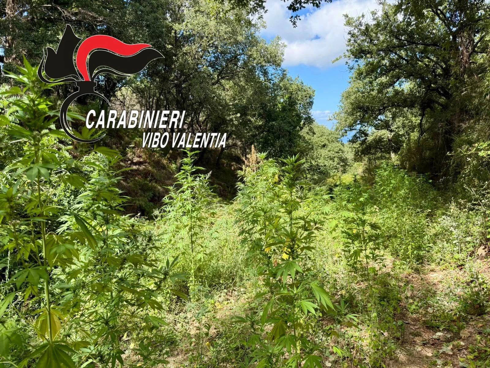 Nardodipace (VV), rinvenute e sequestrate 33 piante di cannabis nella frazione Ragonà